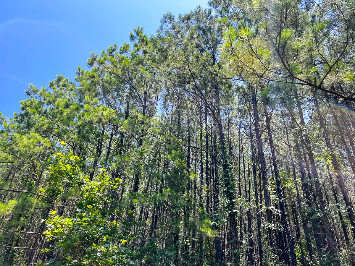 9 North Bayou Road Hemphill, TX 75948 - Photo 1 of 4 a view of a garden with plants