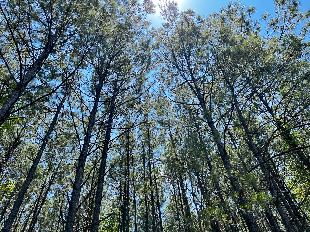 9 North Bayou Road Hemphill, TX 75948 - Photo 3 of 4 a view of forest