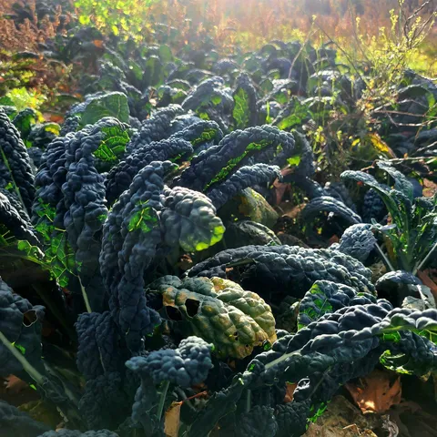 $1,250,000 | 3324 Mud City Loop, Morristown, VT 05661