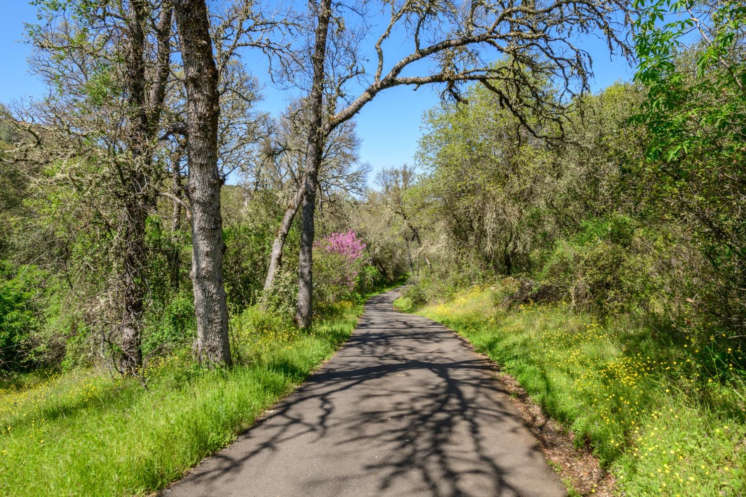 7 Jurgens Road Rescue, CA 95672 - Photo 11 of 12 a view of a yard with plants and a large tree