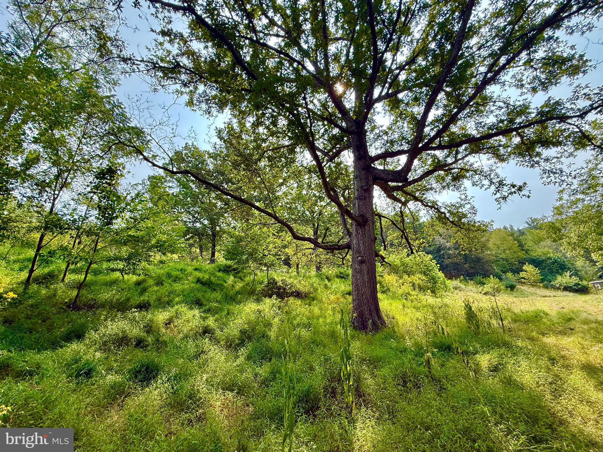 378 Indian Trail Seneca Rocks, WV 26884 - Photo 15 of 22