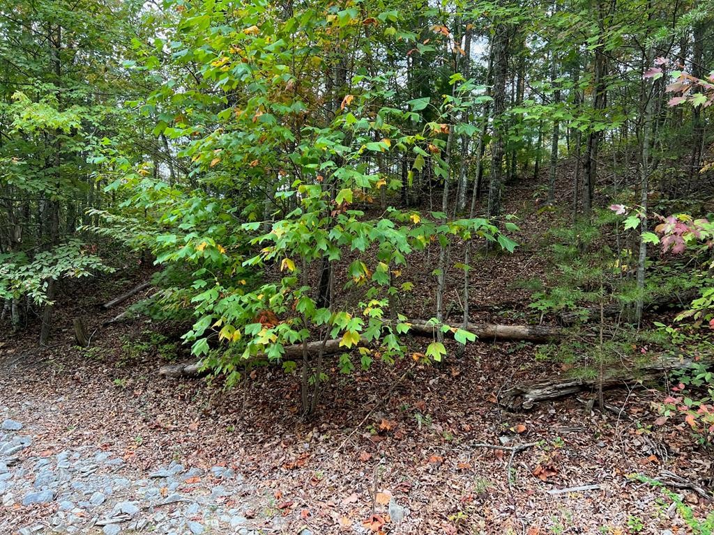 30 Ridgeback Lane Sevierville, TN 37862 - Photo 22 of 34