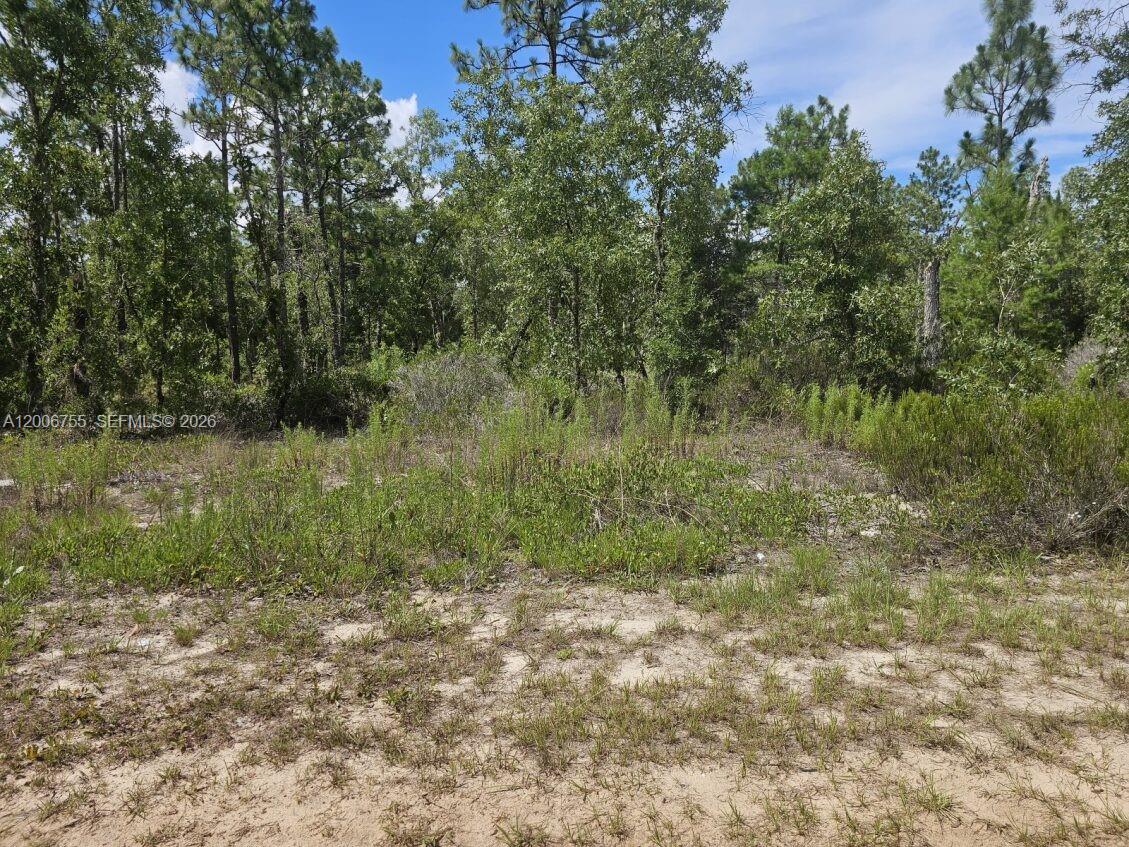 136 Utah Street Hawthorne, FL 32640 - Photo 3 of 5 a view of a green field with plants and large trees