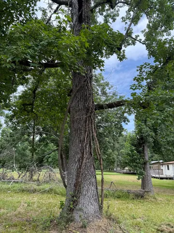a view of a yard with large tree