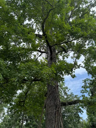 $6,500 | Lot 7-block Monticello Street, Trinity, TX 75862