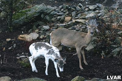 Moyer Road Kutztown, PA 19530 - Photo 25 of 26 See the splendors of Mother Nature, as many deer a
