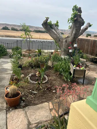 a view of a backyard with plants and chairs
