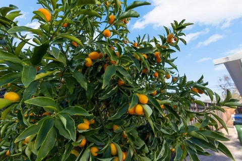 $1,798,000 | 3955 Ross Avenue, San Jose, CA 95124