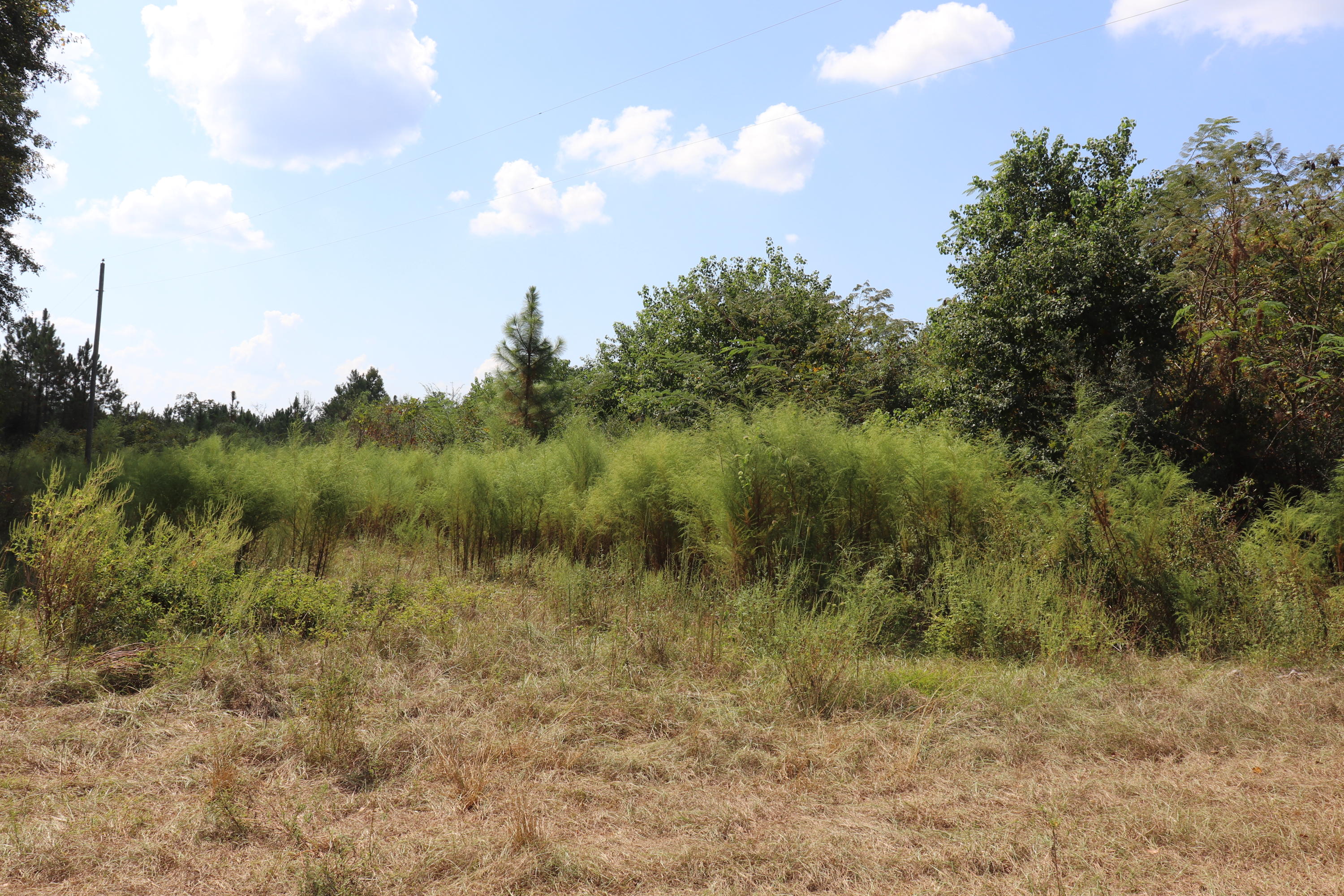6968 Lee Cook Road Baker, FL 32531 - Photo 1 of 11 a view of a lush green forest with lots of trees