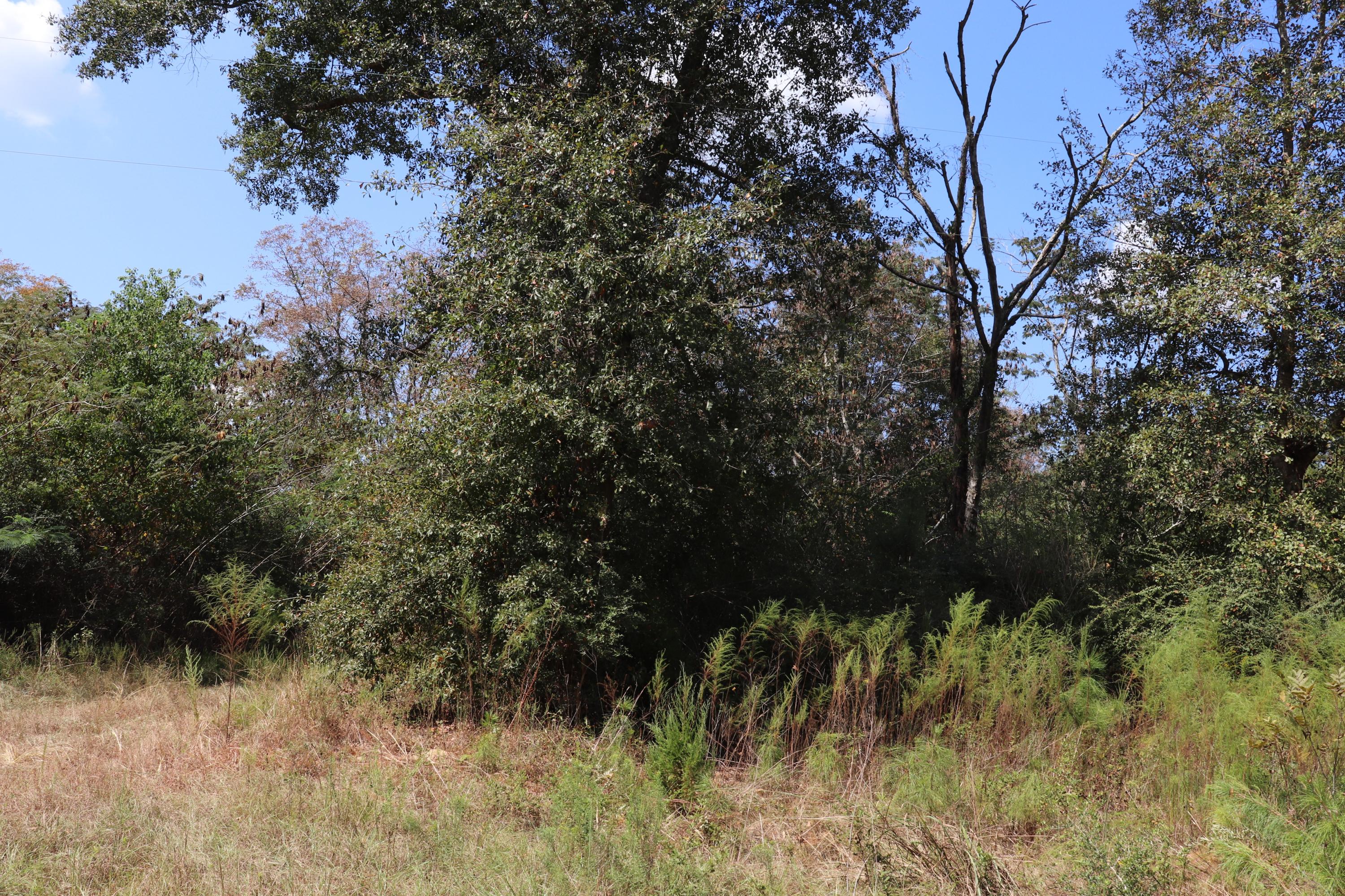 6968 Lee Cook Road Baker, FL 32531 - Photo 5 of 11 a view of a yard
