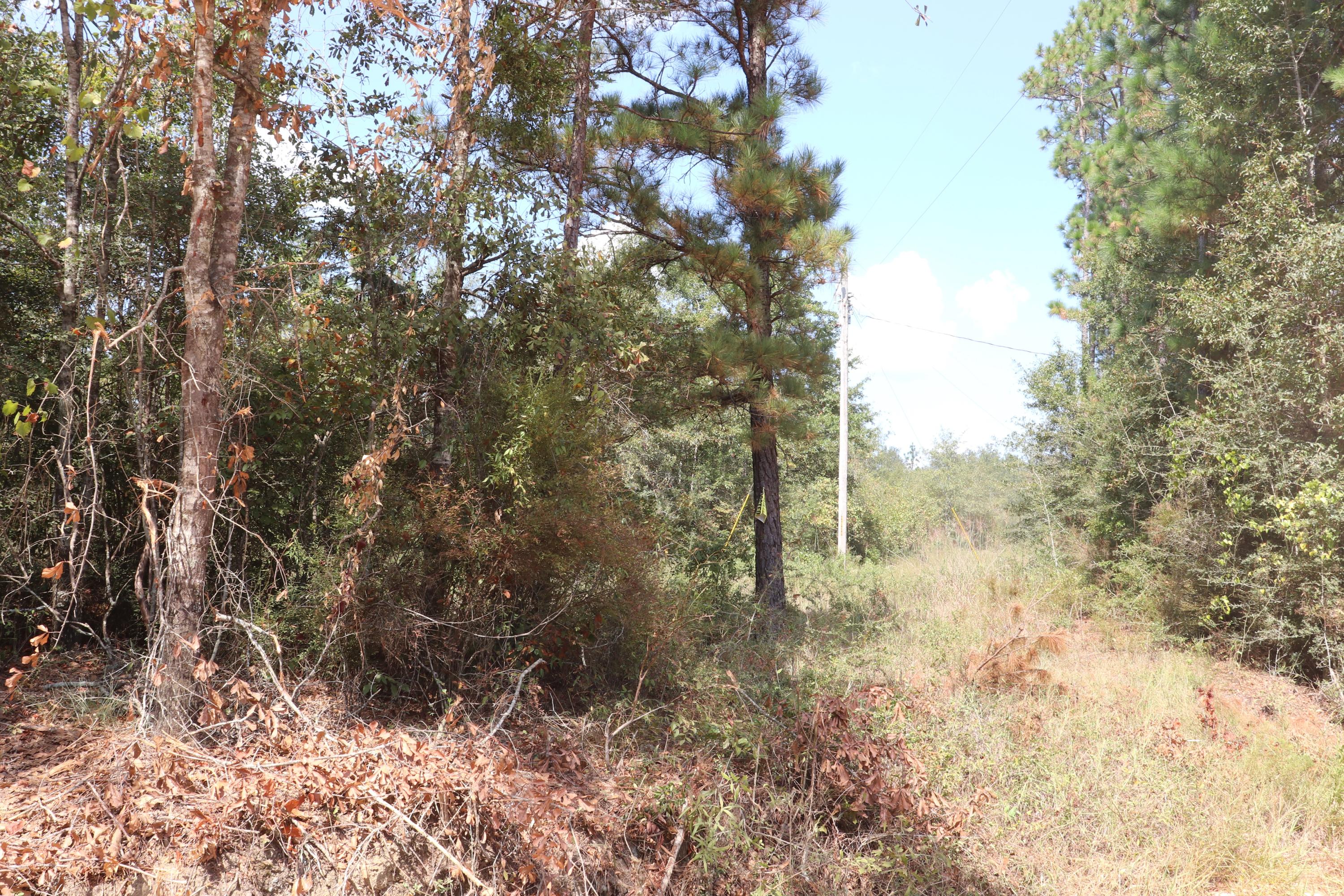 6968 Lee Cook Road Baker, FL 32531 - Photo 8 of 11 a big yard with lots of bushes