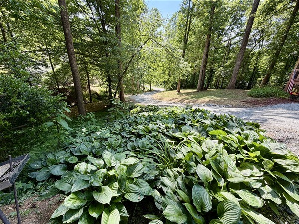 238 Trails End Road Blue Ridge, GA 30513 - Photo 27 of 32 a backyard of a house with lots of green space