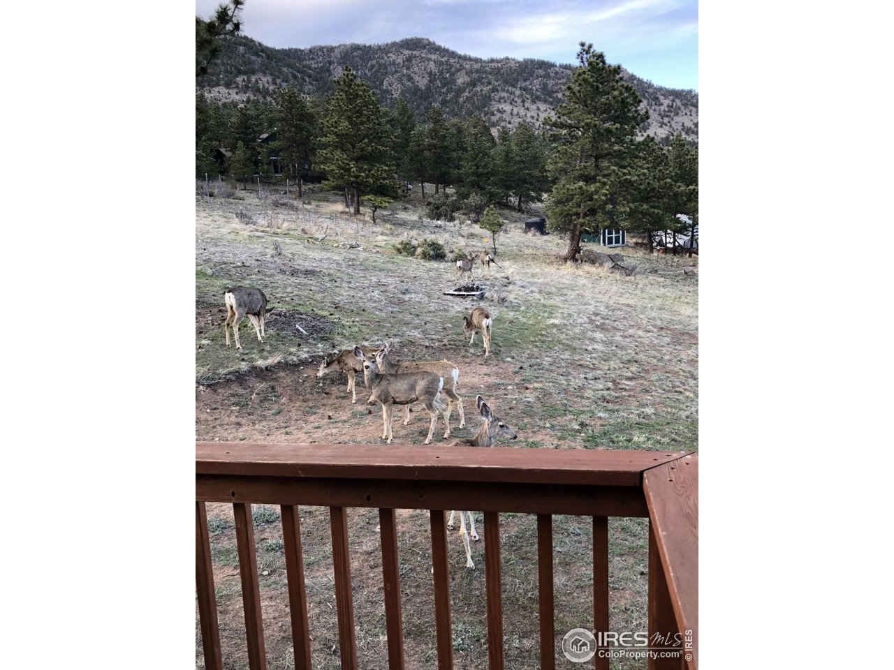 995 Kiowa Road Lyons, CO 80540 - Photo 34 of 40 Frequent visitors to the kitchen deck.