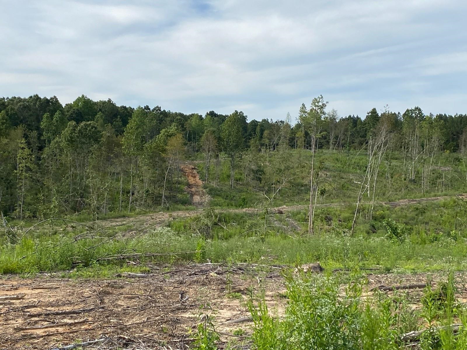 0 Pine Top (057 009.03) Road Toone, TN 38381 - Photo 3 of 10 a view of a field with an trees