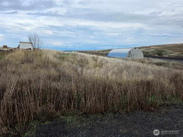 a view of a dry yard with trees