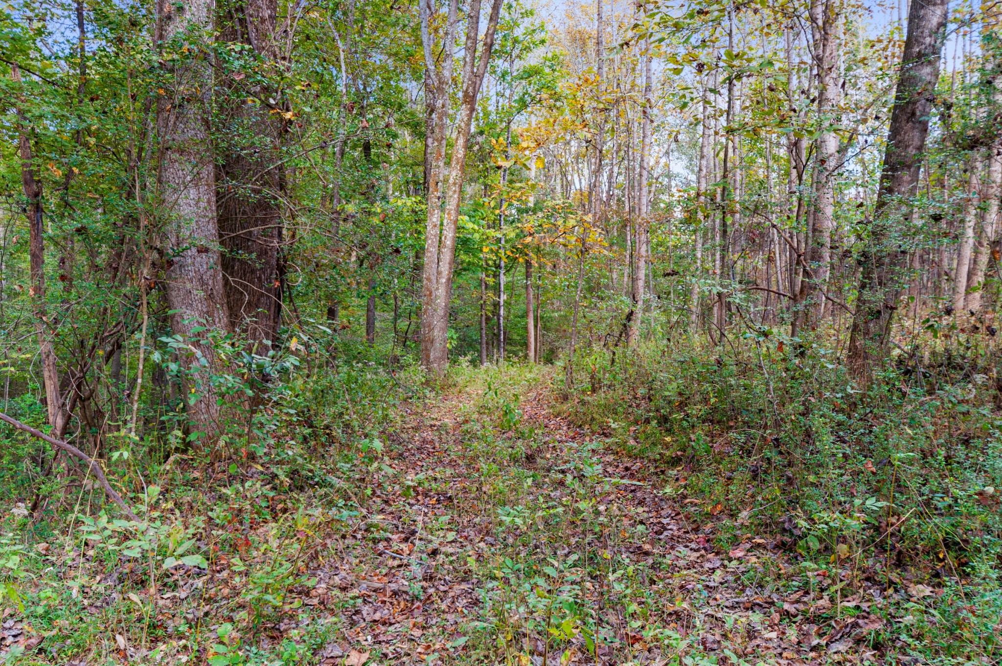 501 Riddle Lane Loretto, TN 38469 - Photo 26 of 36 Gallery Image 26