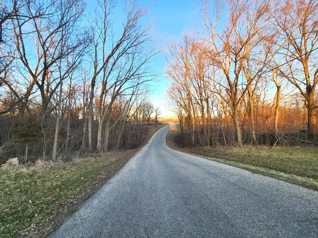 a view of a forest filled with trees