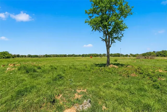 a view of a garden with a tree