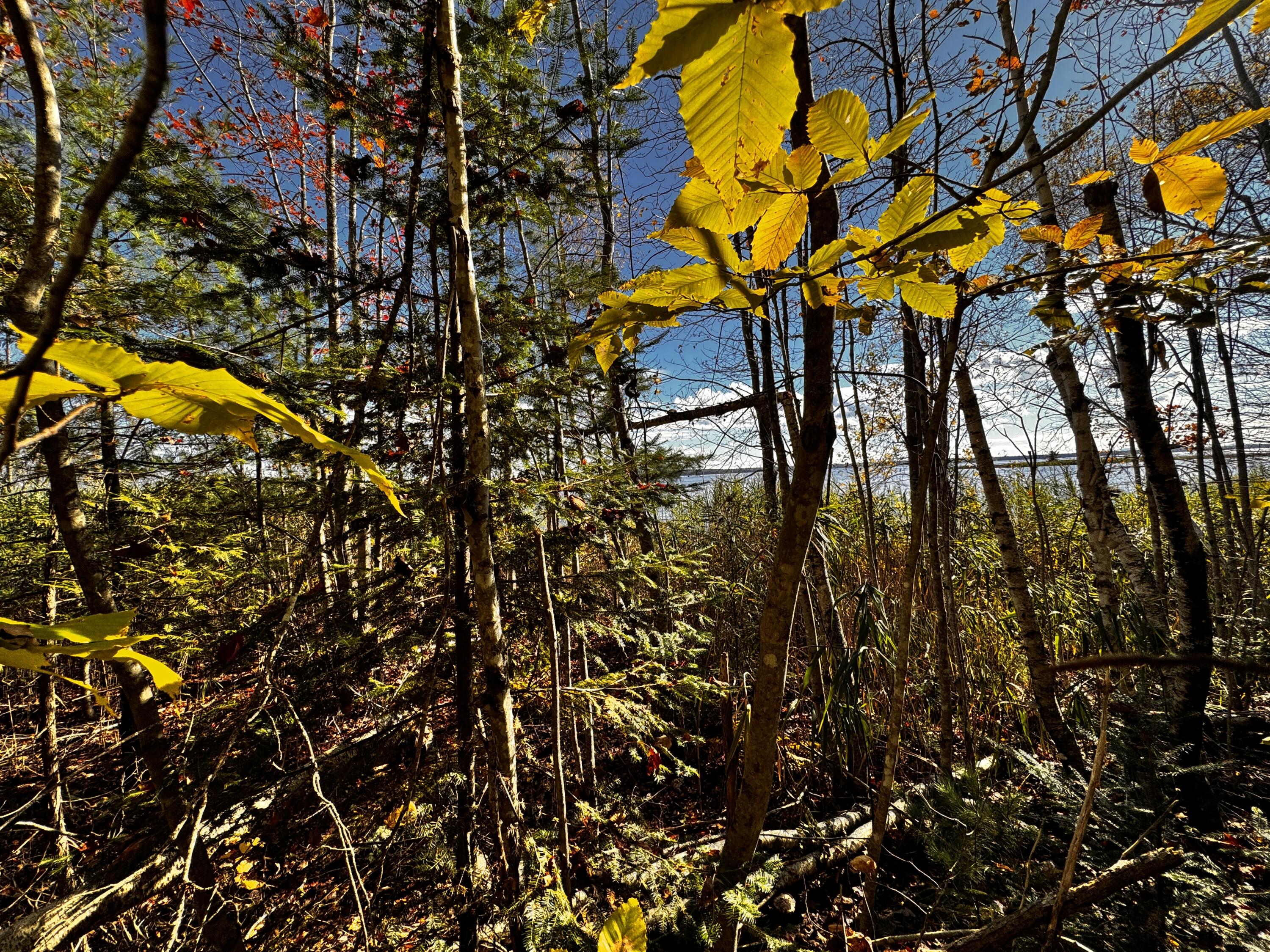 42 Whitmore Road Ellsworth, ME 04605 - Photo 4 of 5 Graham Lake