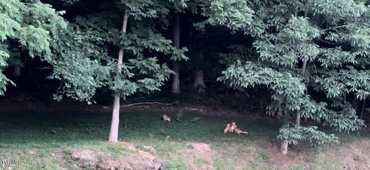375 Middle Creek Road Afton, TN 37616 - Photo 88 of 119 Foxes 04
