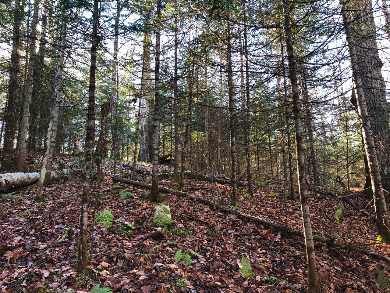 On East Bay Road, Unit LOT 7 Presque Isle, WI 54557 - Photo 8 of 29 Gallery Image 8