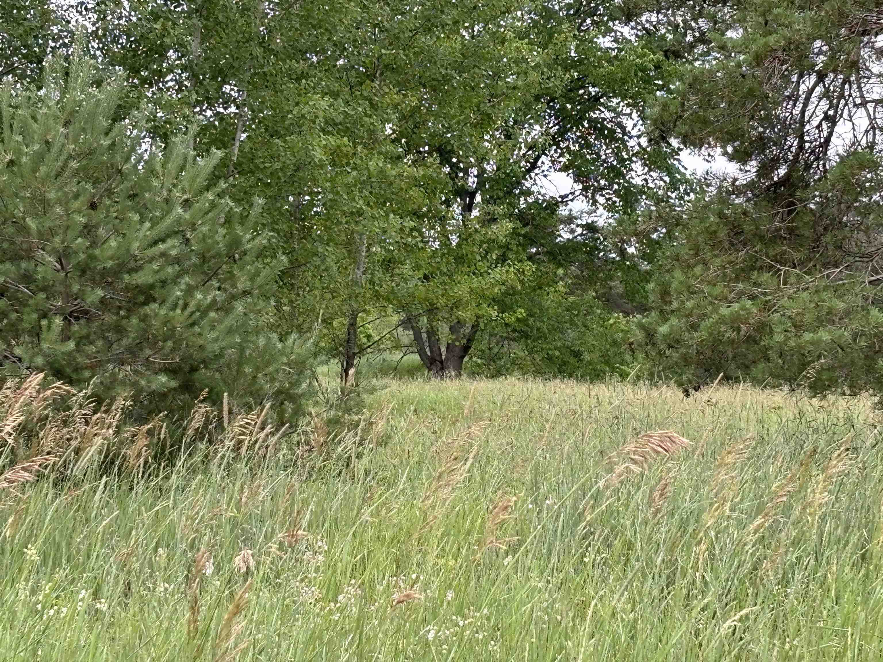 A Bailey Road, Unit LOT: A Mancelona, MI 49659 - Photo 12 of 20