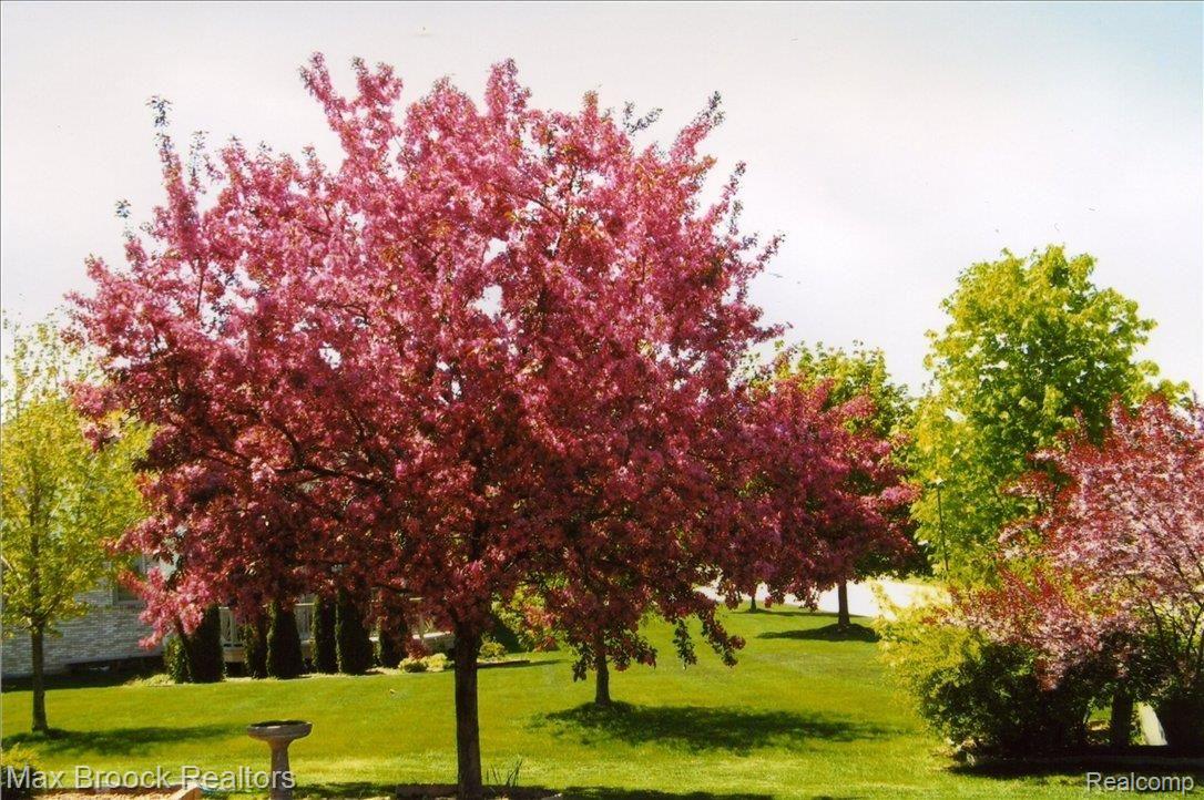 1613 Farnborough Drive Rochester, MI 48307 - Photo 4 of 18 Flowering cherry tree