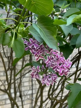 a bunch of flowers are in a yard