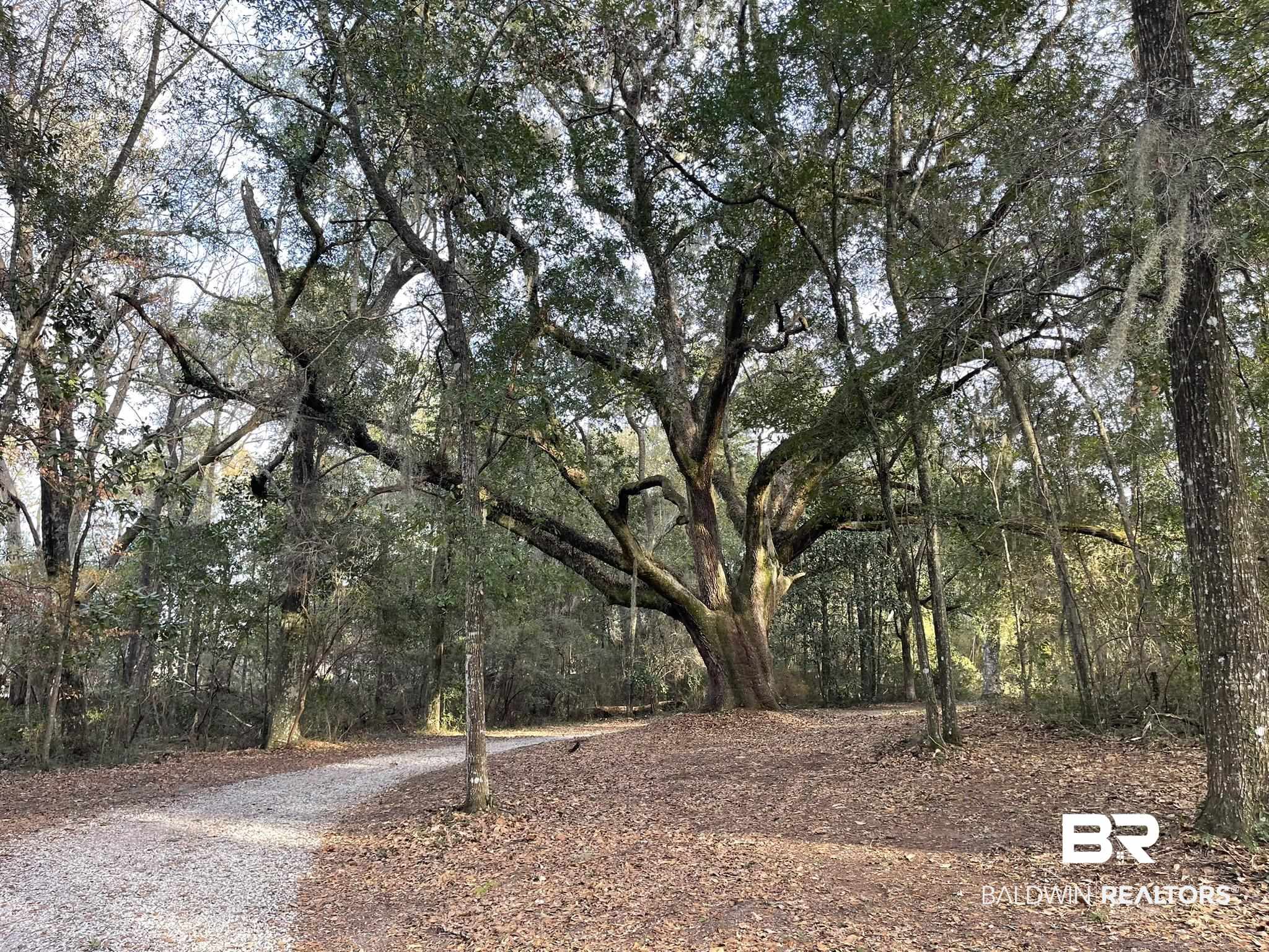6621 Purvis Road Daphne, AL 36527 - Photo 49 of 59 View of yard