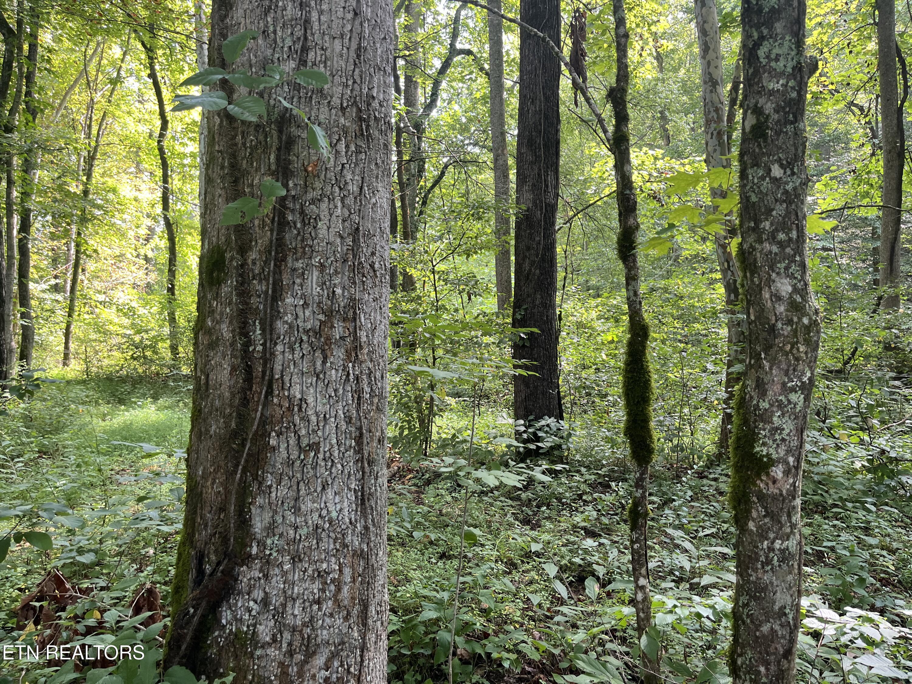 Frost Bottom Road Oliver Springs, TN 37840 - Photo 17 of 17 IMG_0184