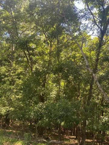 a view of a tree in a yard