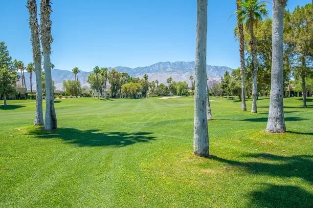 a view of a grassy field with a tree in the background