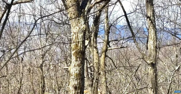 a backyard of a house with lots of trees