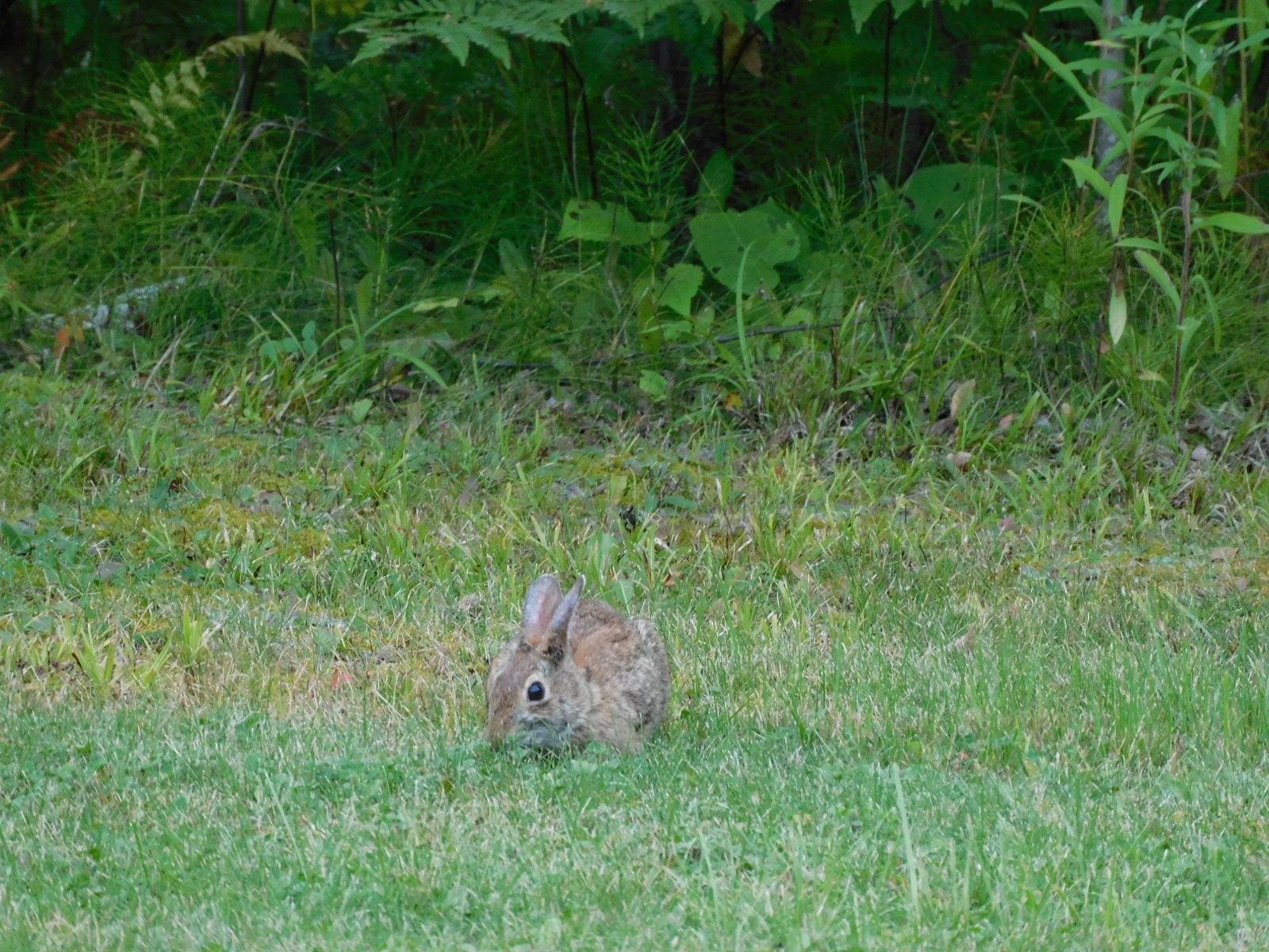 9480 State Highway 13 South Range, WI 54874 - Photo 48 of 51 Nice seeing a bunny or turkeys wondering