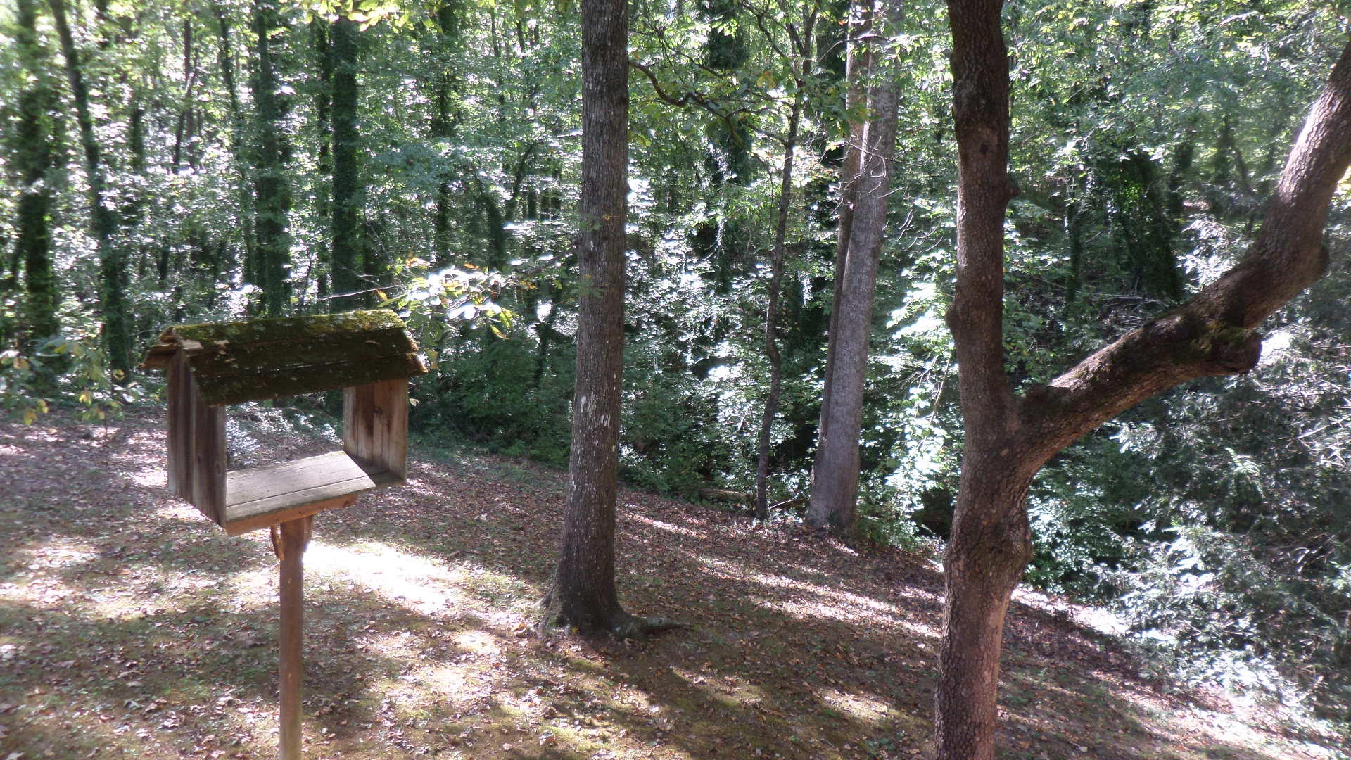 110 Chatham Lane Oak Ridge, TN 37830 - Photo 22 of 24 Back Yard
