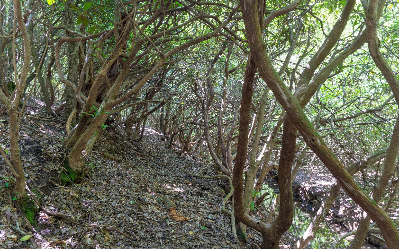 68 Arthur Way Murphy, NC 28906 - Photo 31 of 38 Additional View