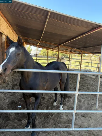 a view of a yard with plants and large trees