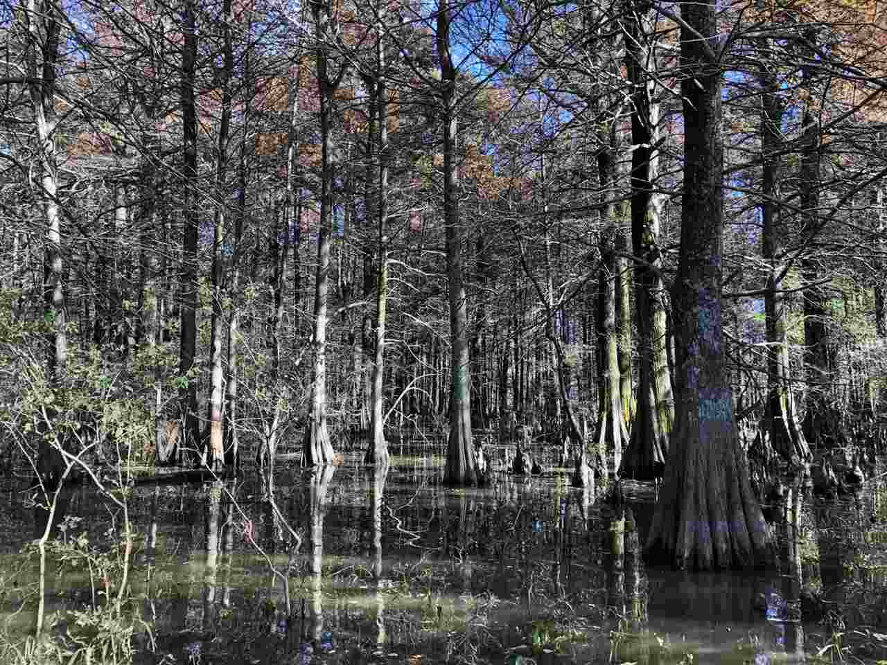 0 Lake Bolivar Road Benoit, MS 38725 - Photo 12 of 49 Photo 12