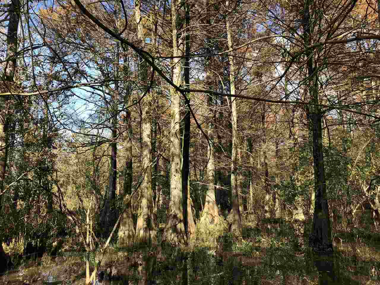 0 Lake Bolivar Road Benoit, MS 38725 - Photo 14 of 49 Photo 14