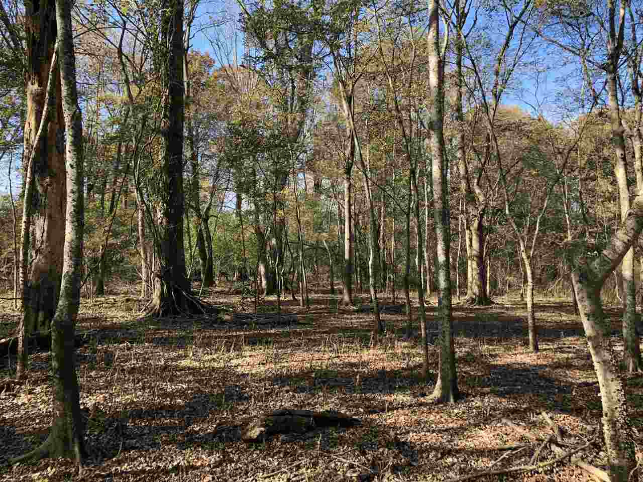 0 Lake Bolivar Road Benoit, MS 38725 - Photo 17 of 49 Photo 17
