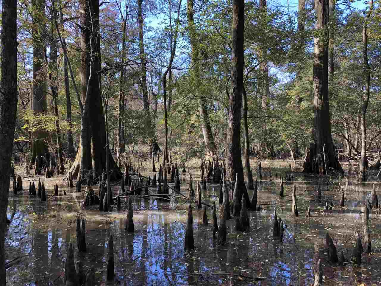 0 Lake Bolivar Road Benoit, MS 38725 - Photo 27 of 49 Photo 27