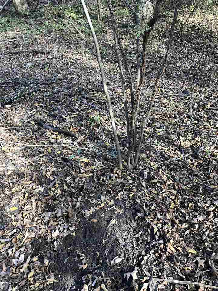 0 Lake Bolivar Road Benoit, MS 38725 - Photo 34 of 49 Photo 34