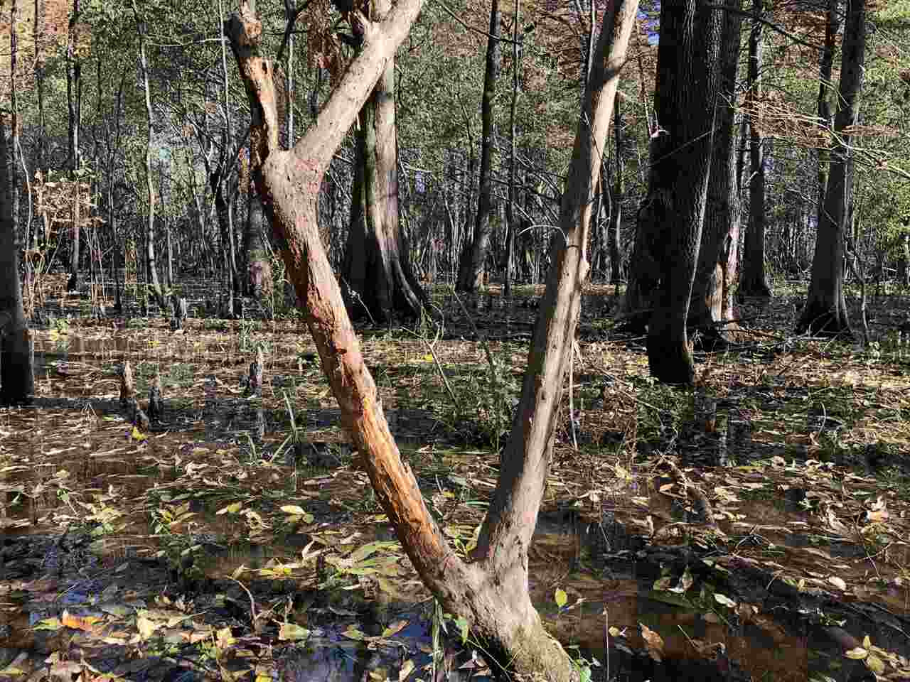 0 Lake Bolivar Road Benoit, MS 38725 - Photo 10 of 49 Photo 10