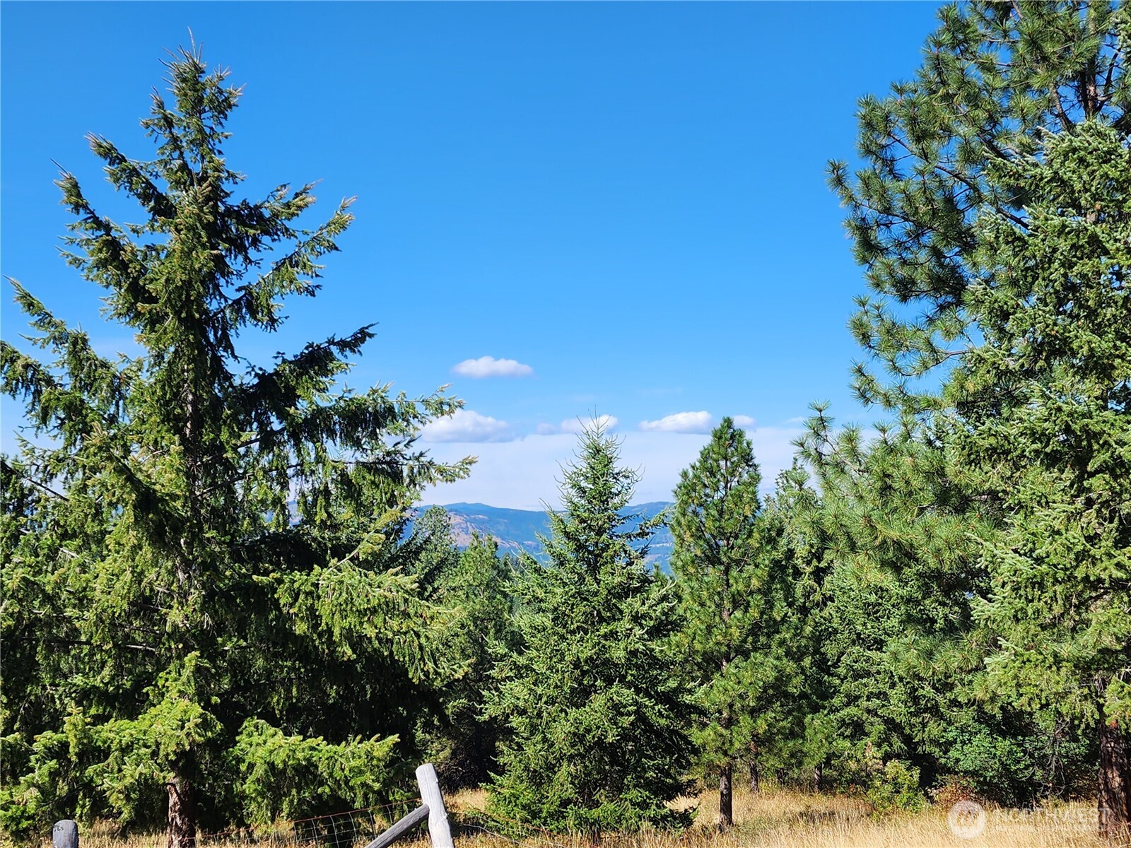 0 Sleepy Hollow Road Curlew, WA 99118 - Photo 15 of 39 a view of a plant in a garden