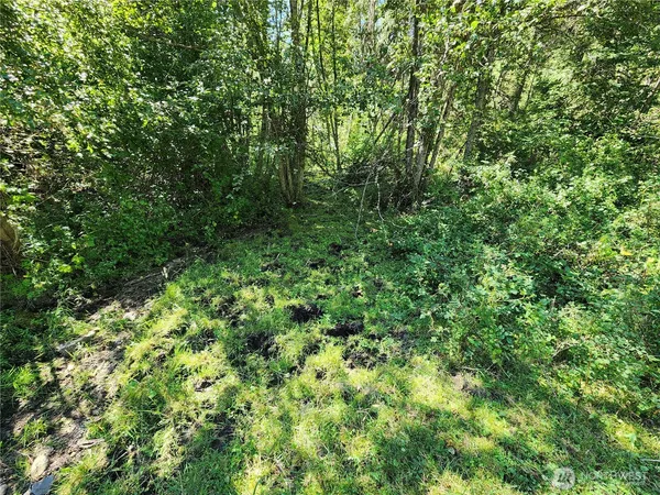 a view of a lush green forest