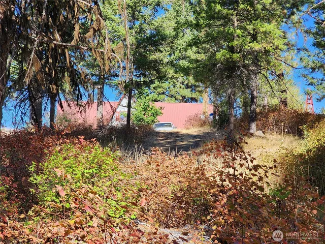 a view of a yard with plants and trees