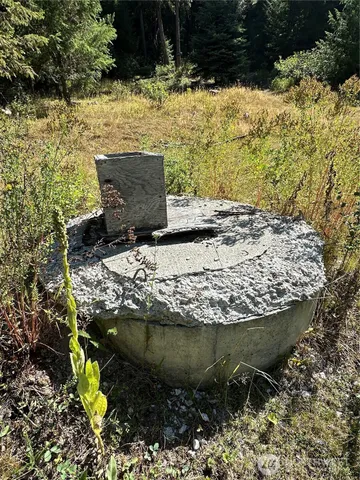 a view of a forest with trees in the background