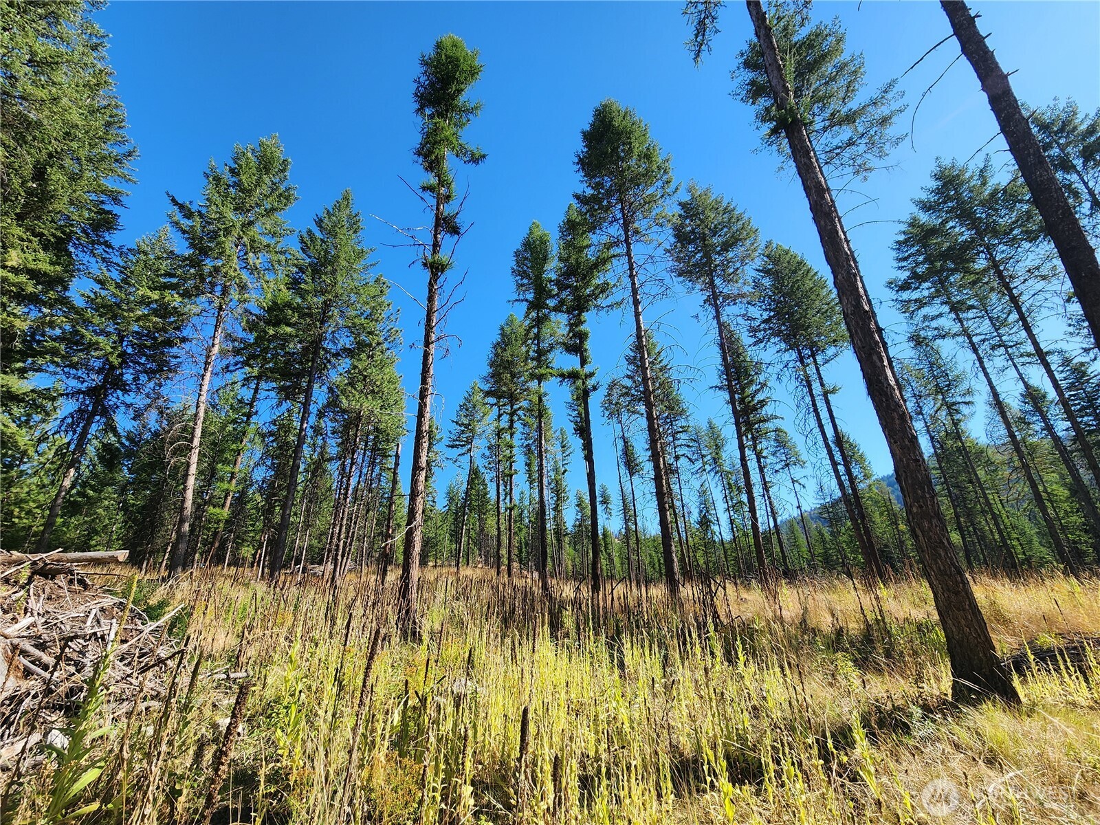 0 Sleepy Hollow Road Curlew, WA 99118 - Photo 4 of 39 a view of a yard
