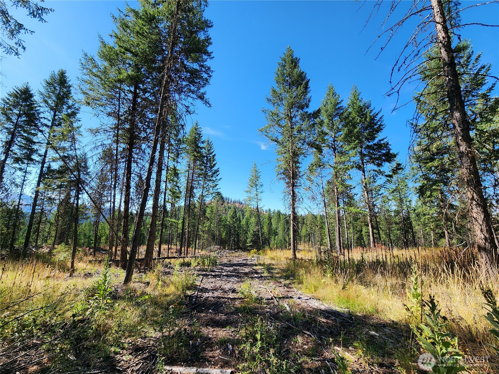 0 Sleepy Hollow Road Curlew, WA 99118 - Photo 5 of 39 a view of yard