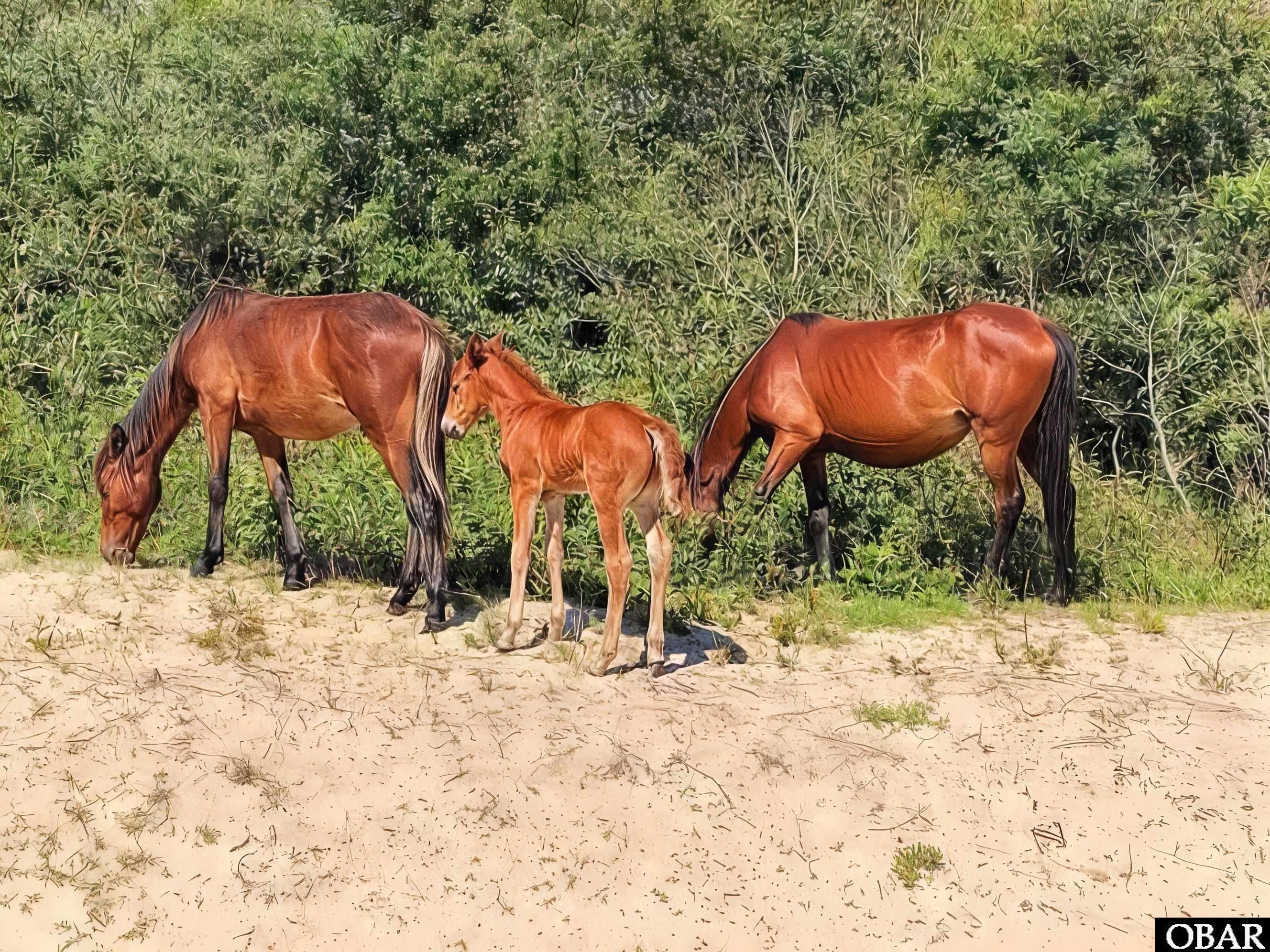 2206 Teal Road Corolla, NC 27927 - Photo 15 of 15